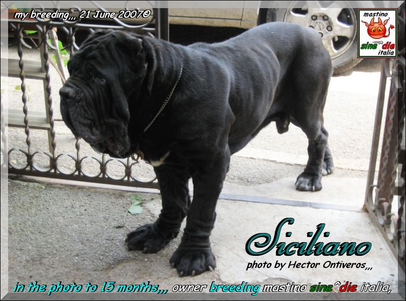 Siciliano,,, photo by Hector Ontiveros 21 June 2007,,,, pixel 800