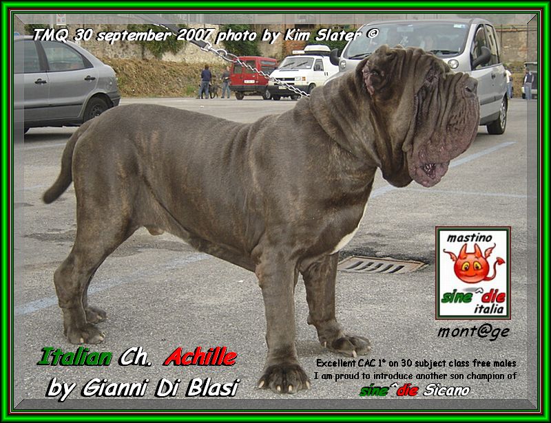 ATMQ 2007 Achille by Gianni Di Blasi son of sine^die Sicano,,, - it WINS the first one on 30 subjects,,