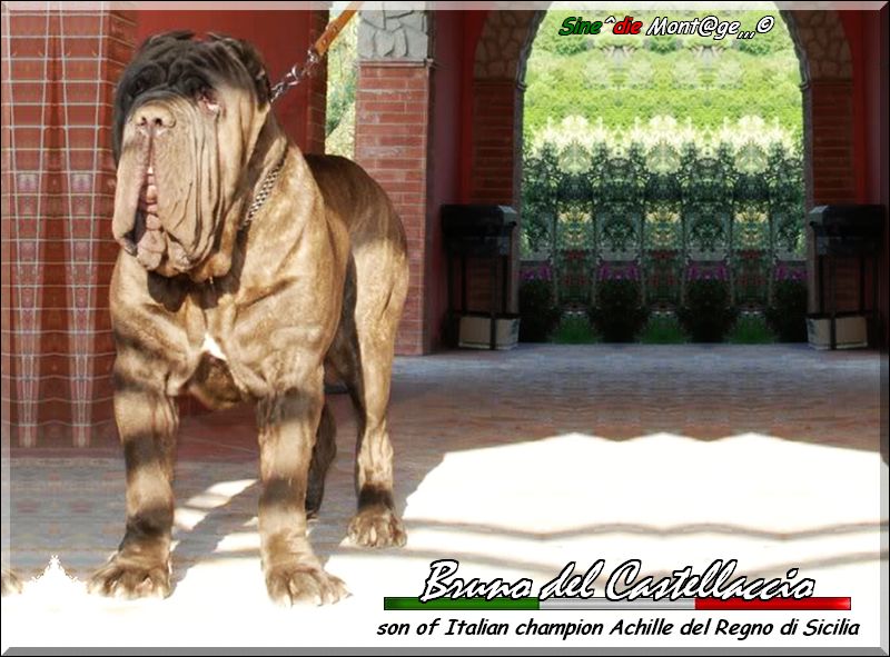 Bruno del Castellaccio son of Italian Ch. Achille,,,