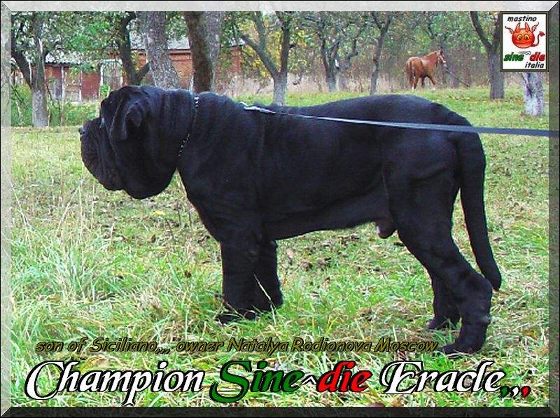 Champion Sine^die Eracle,,