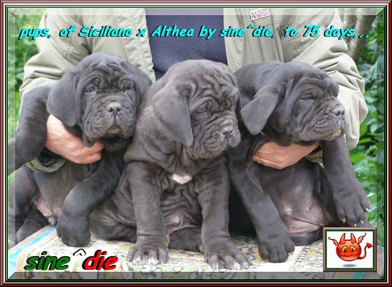 child of SICILIANO,,, 236