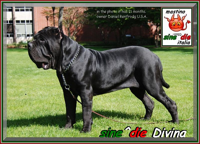 sine^die Divina 11 mesi,, proprietario Danile Refrodg xo