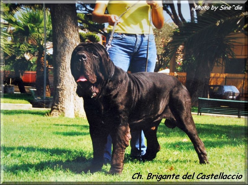 Ch. Brigante del Castellaccio photo by Sine^die