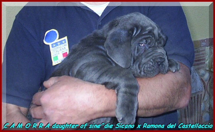 Camorra daughter of sine^die Sicano x Ramona del Castrllaccio 01