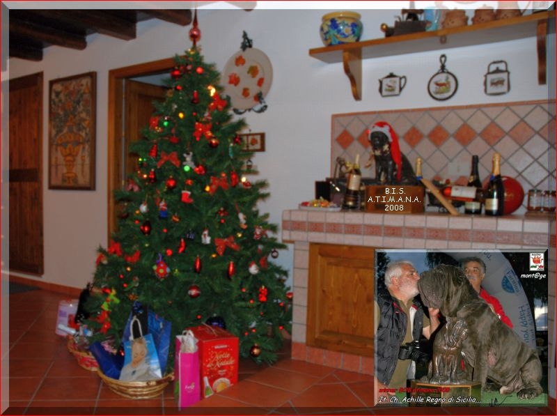 BIS It. Ch. Achillle Regno di Sicilia son of Sine^die Sicano,