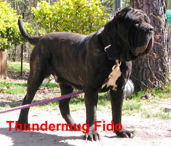 THUNDERMUG-FIDO-2