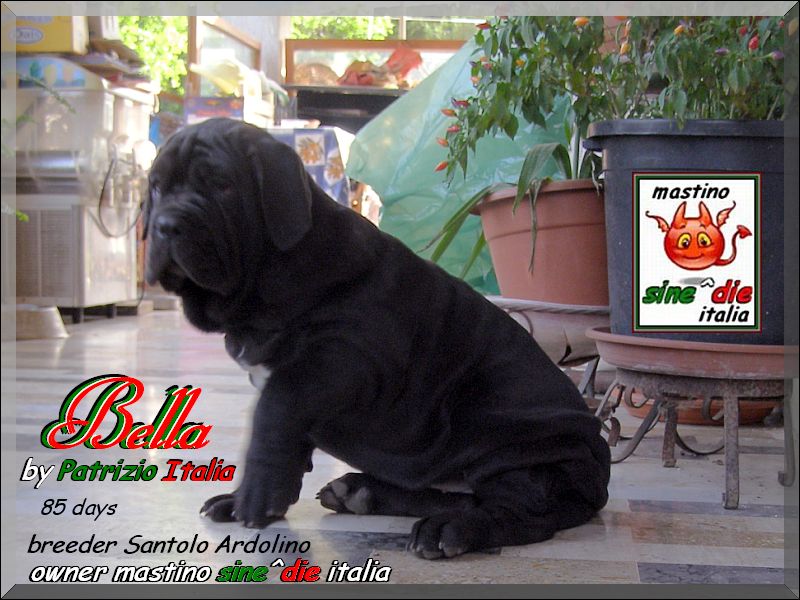 Bella by Patrizio Italia owner mastinosine^die italia...85 days