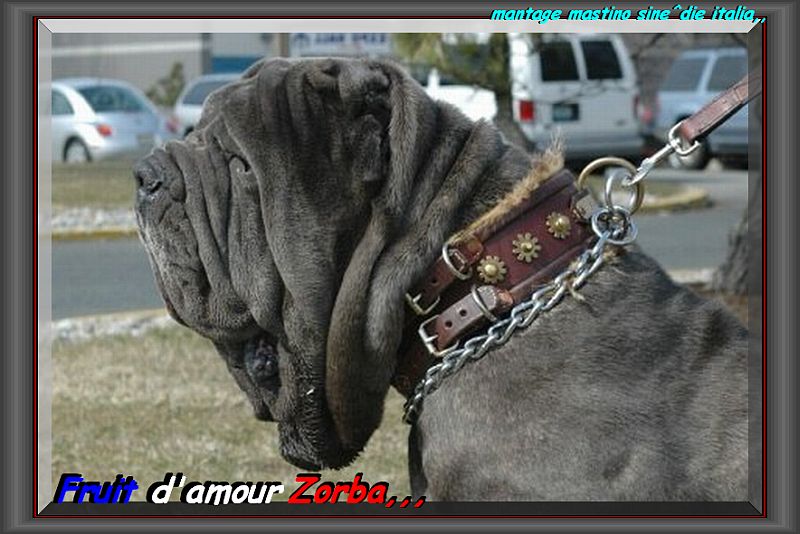 Fruit d'amour Zorba,,,