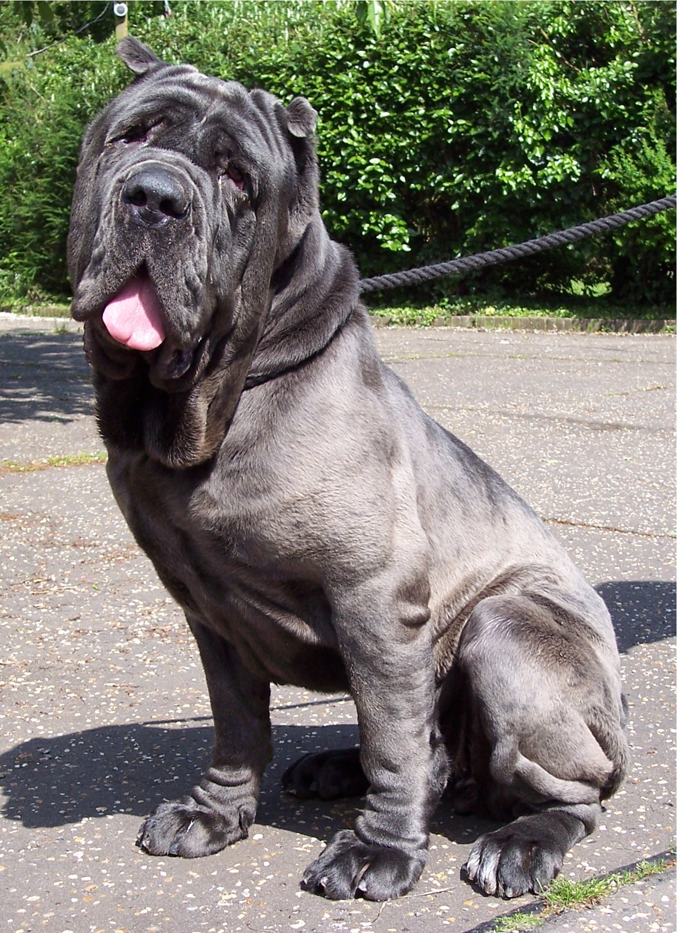 04062006.dogs 033