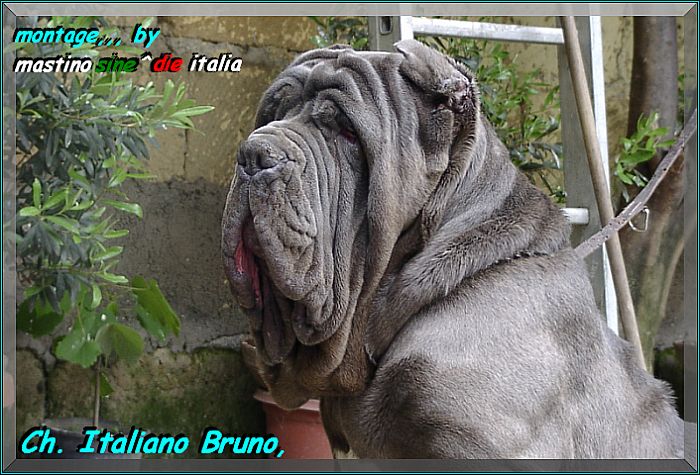 Ch Italiano Bruno by Enrico Sorrentino