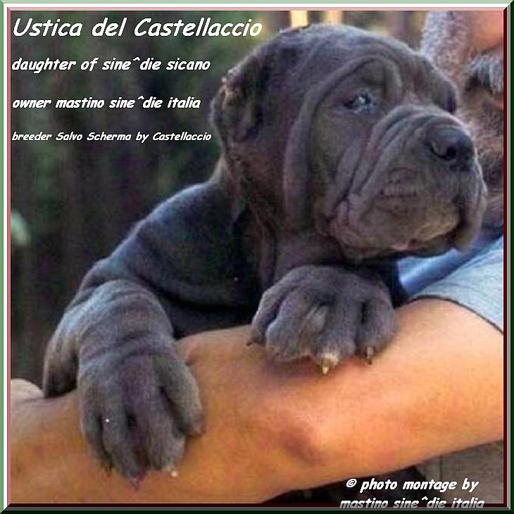by sine^die Ustica del Castellaccio owner mastino sine^die italia 069