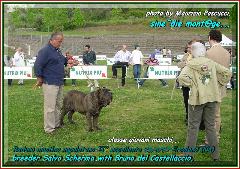 Ercolano, 28 Aprile 2007, raduno mastino napoletano classe giovane maschi,,,