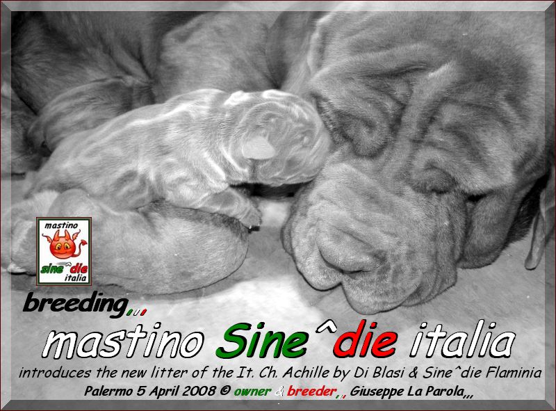 Cuccioli   Achille by Di Blasi x Sine^ die Flamninia,,, 5 aprile 2008,