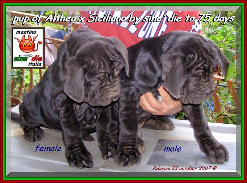 Cuccioli Althea x Siciliano by sine^die 23 ottobre 2007,,,,,,