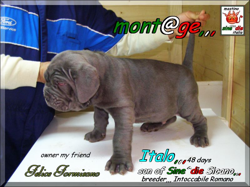 pup of Sine^die Sicano,,, ITALO owner felice Formisano,,, italy,