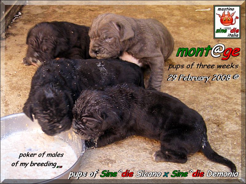 Cuccioli di Demonia & Sicano Sine^die,,, Palermo 29 Febbraio 2008,, xxx
