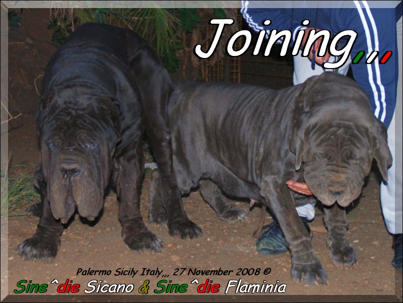 Joining,,, Sine^die Sicano x Sine^die Flaminia 27 November 2008,,