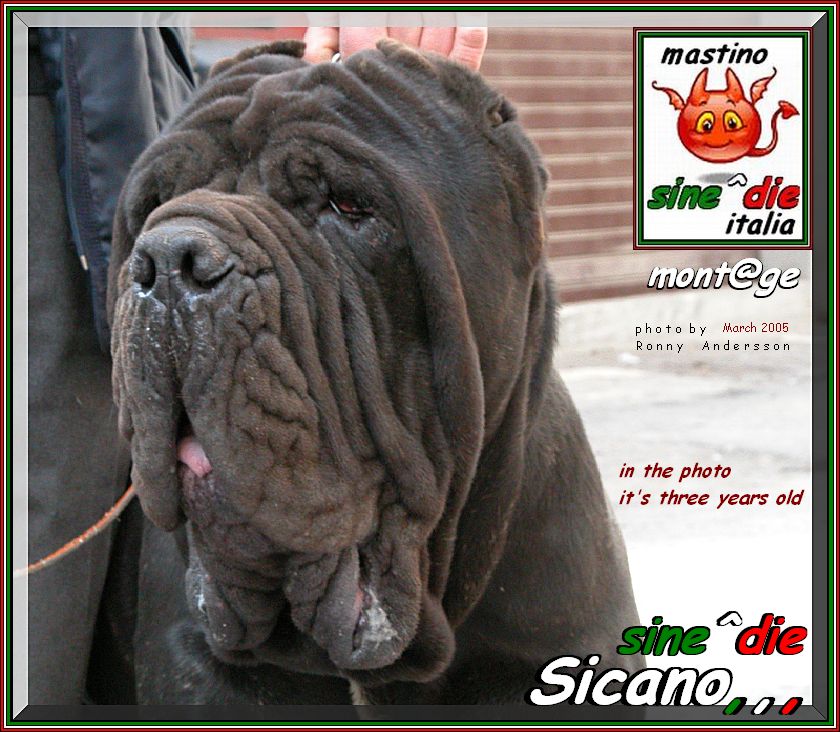 sine^die Sicano,,, owner & breeder ,,, Giuseppe La Parola ,,, palermo Italy