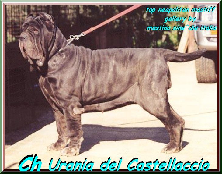 top neapolitan mastiff Urania del Castellaccio oxo by gallery mastino sine^die italia