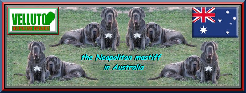 neapolitan mastiff in the World,,, Australia