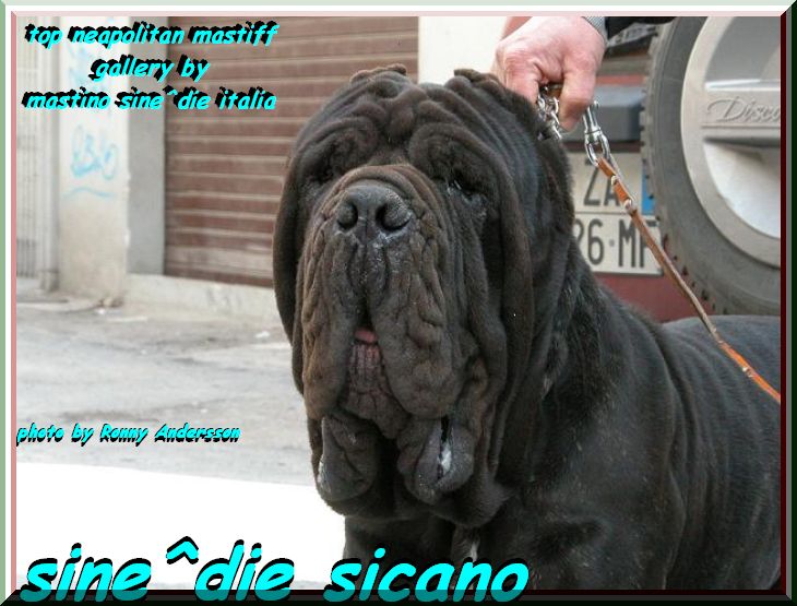 top neapolitan mastiff sine^die sicano mom by gallery mastino sine^die italia