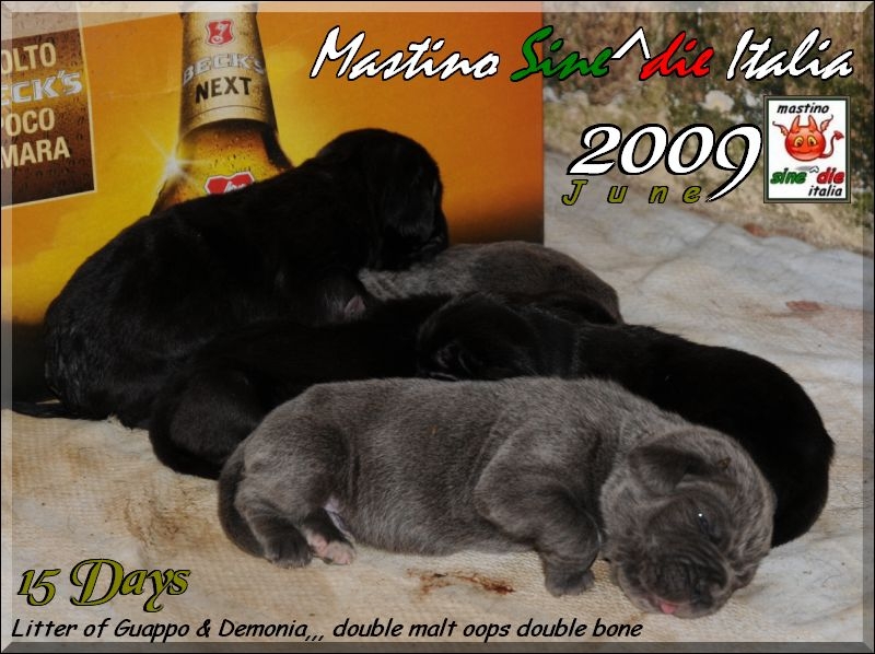 cuccioli Demonia Guappo 2009