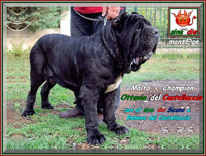 Champion Ottavio del Castellaccio Son of sine^die Sicano,,,.ooo