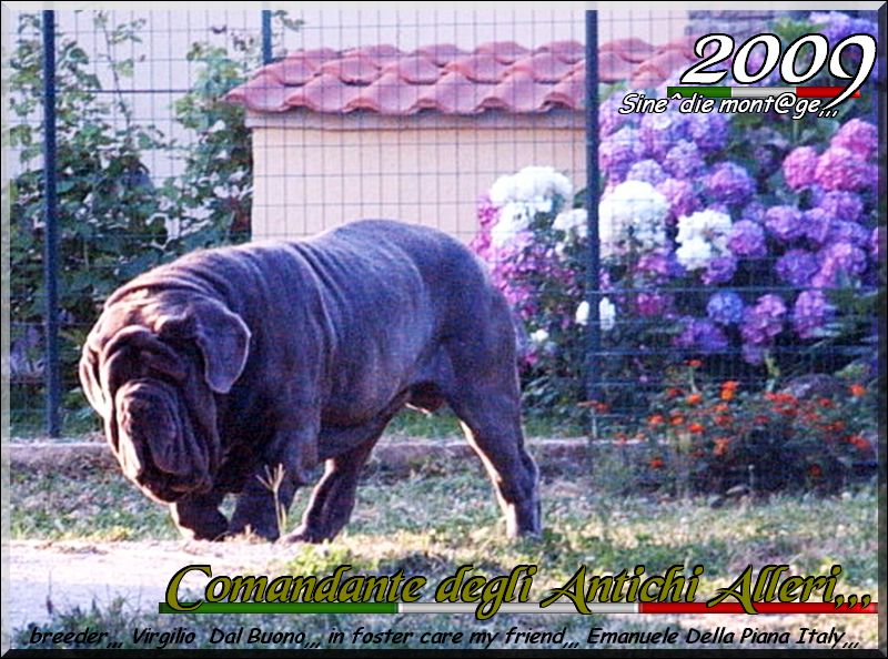 Comandante degli Alleri,,, oo3