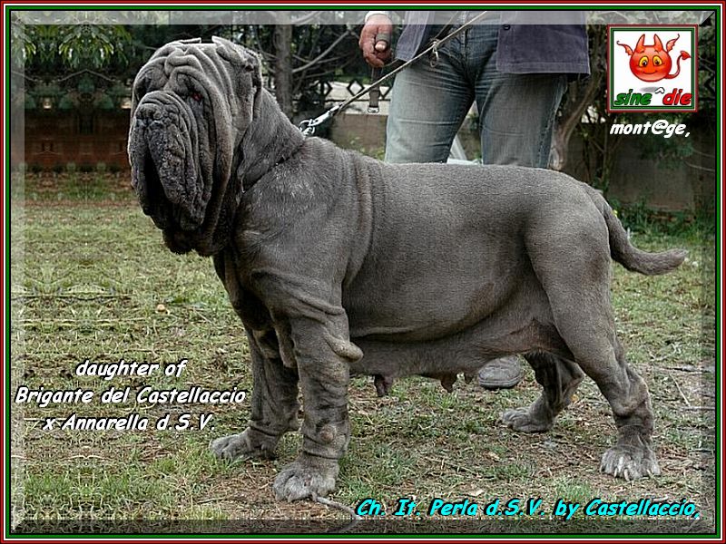 Ch.It. Perla d.S.V. owner Breeding del Castellaccio by Salvo Scherma Italy,,,