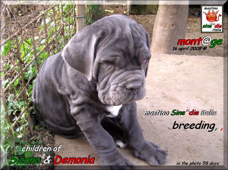 Cuccioli di Demonia & Sicano Sine^die,,, Palermo 16 aprile 2008,,