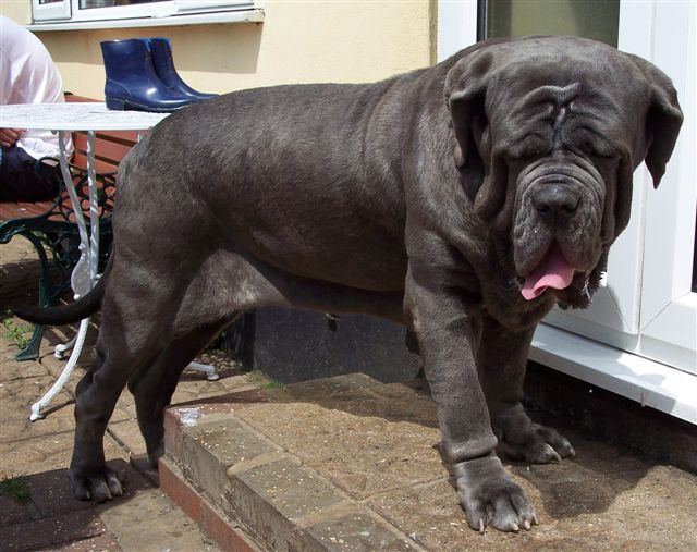04062006.dogs 080