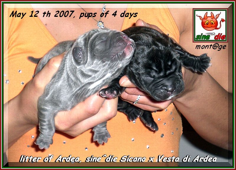 litter of Ardea, sine^die Sicano x Vesta di Ardea,,, 001