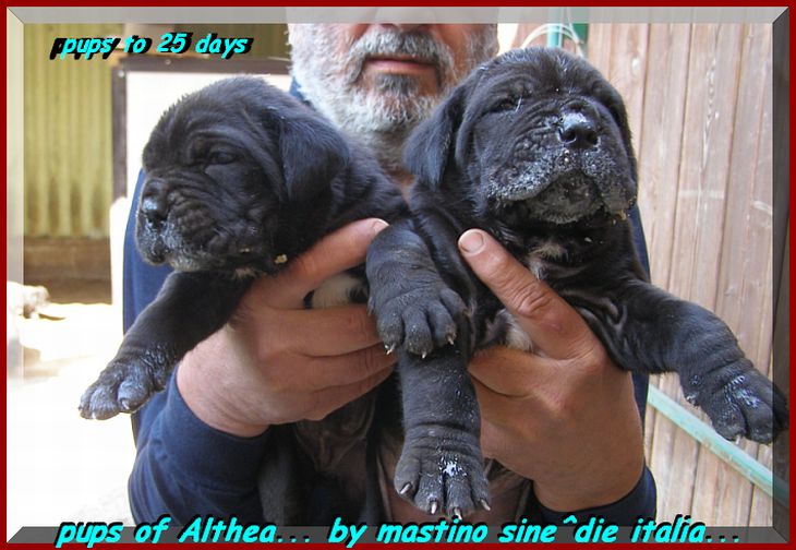 by sine^die pups of Althea.. to 25 days... 0337