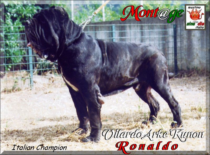 Italian Champion Vilardo Arke Kunon Ronaldo