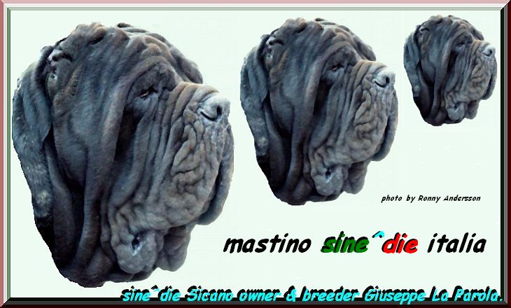 top neapolitan mastiff sine^die sicano triplo c by gallery mastino sine^die italia