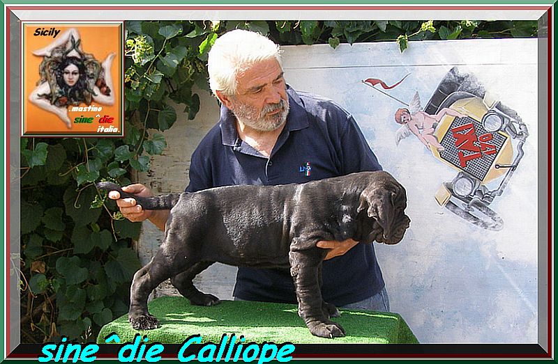sine^die Calliope,,, owner mastino sine^die italia,,,