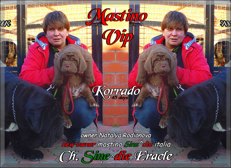 cuccioli Natalya maschio Korrado 45 days,,,