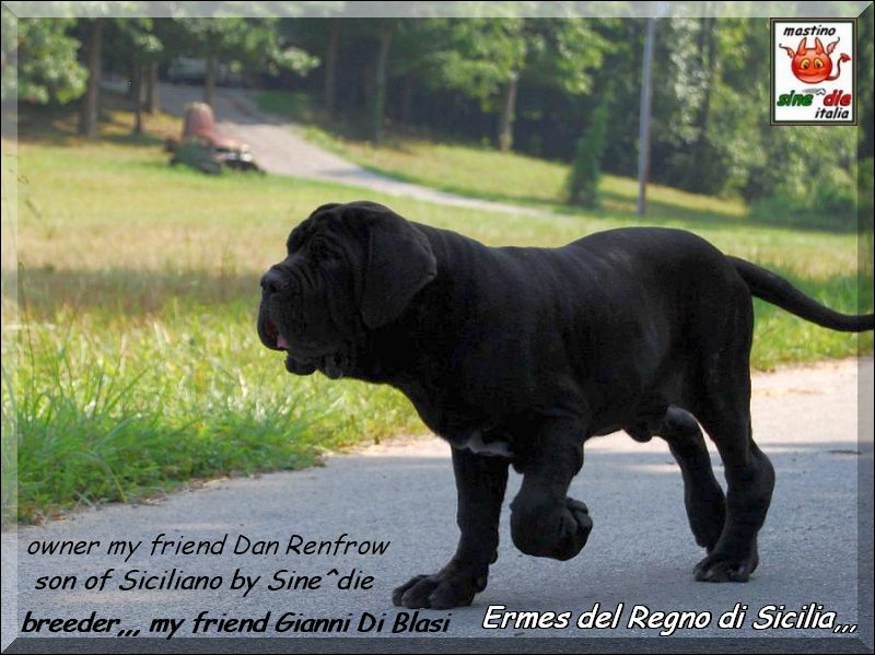 Ermes del Regno di Sicilia,, son of Siciliano by Sine^die,, owner Dan Renfrow