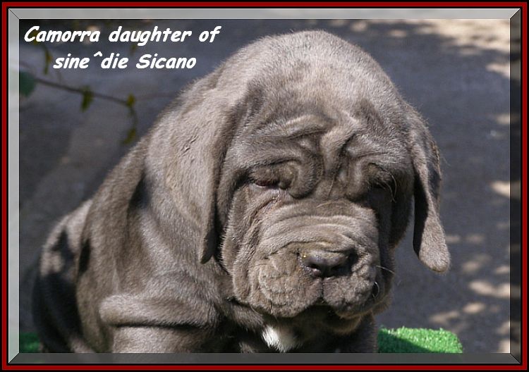 by sine^die Camorra daughter of sine^die Sicano.... 0370