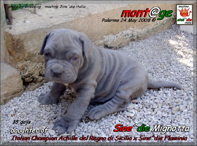 cucciola del campione italiano Achille del Regno di Sicilia x Sine^die Flaminia 35 giorni