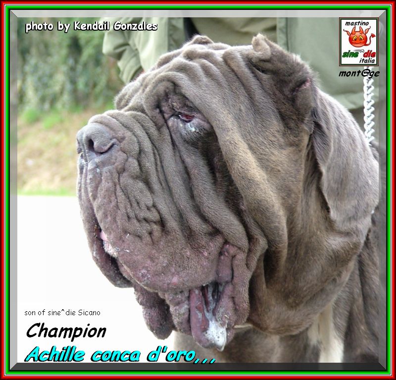 Ch. Achille Conca doro son of sine^die Sicano