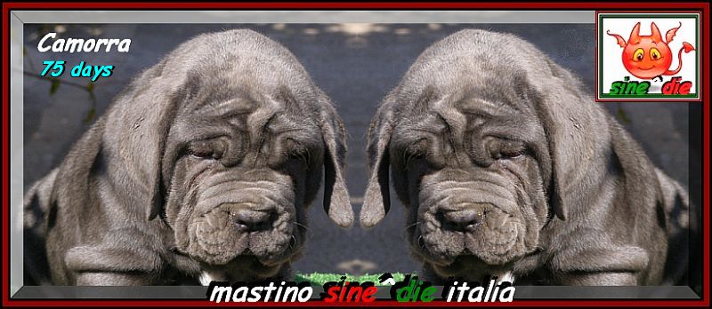 Camorra by sine^die daughter of sine^die Sicano to 75 days,,,