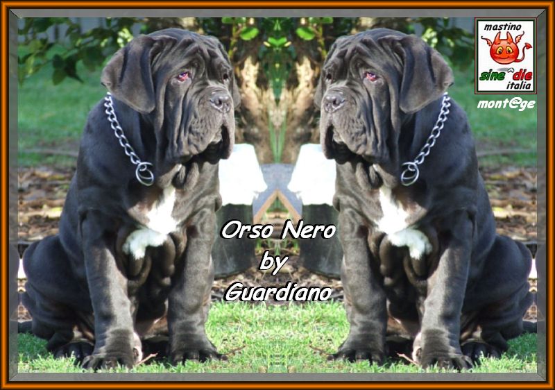 Guardiano mastini new zealand,,, Orso Nero,,, Black Bear,,, double,,,
