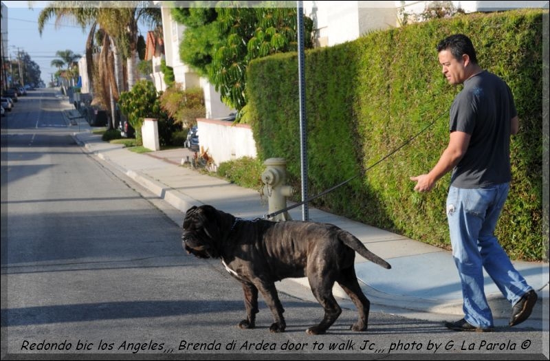 Los Angeles Brenda di Ardea door to walk Jc,