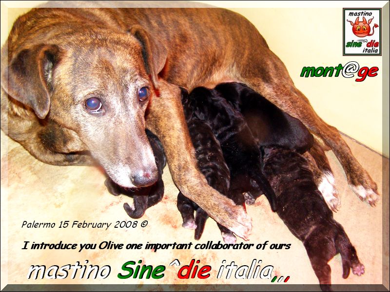 cuccioli di Sine^die Sicano x Taitu breeder mastino Sine^die italia,,,,,