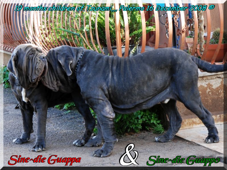 Guappo & Guappa Sine^die 19 months,,