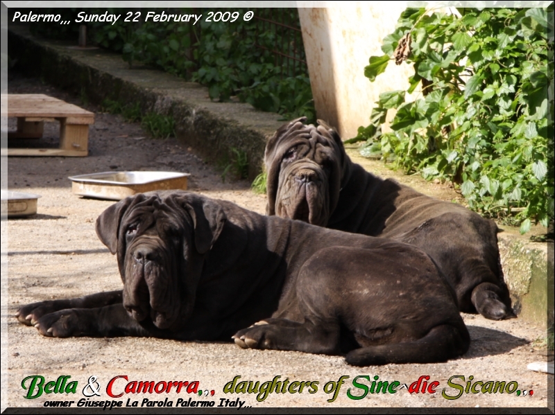 Bella & Camorra by Sine^die