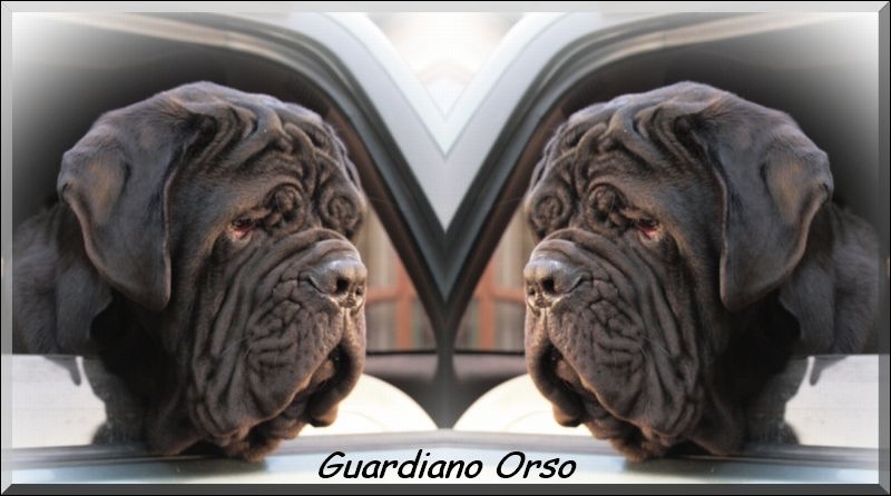 Guardiano Orso by Linda New Zealand