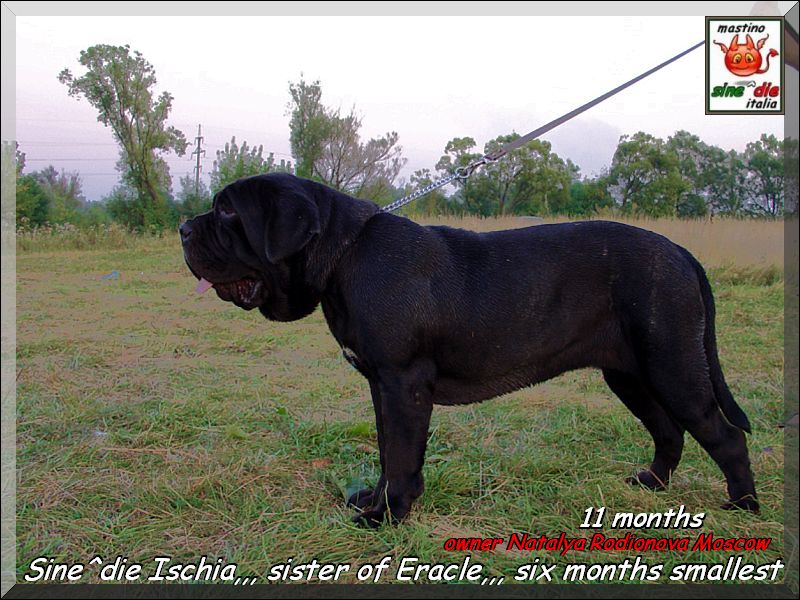 Sine^die Ischia 11 months,,, daughter of Siciliano x Althea by Sine^die