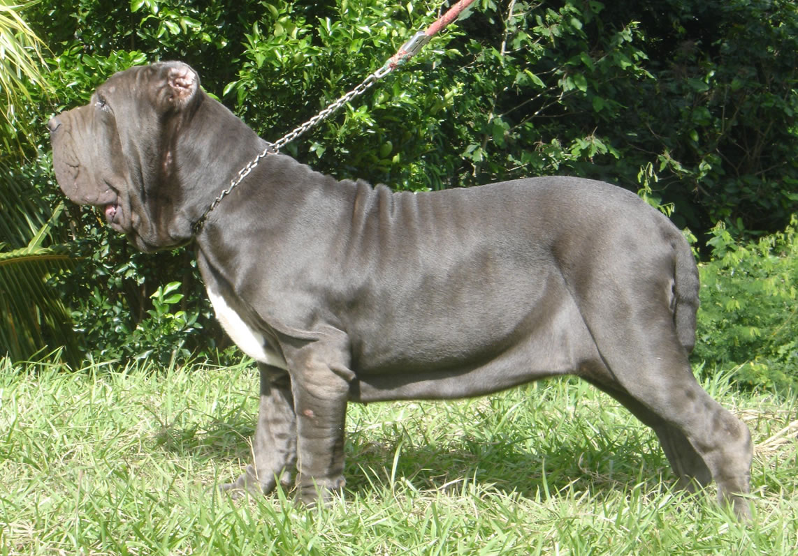 bahianosca